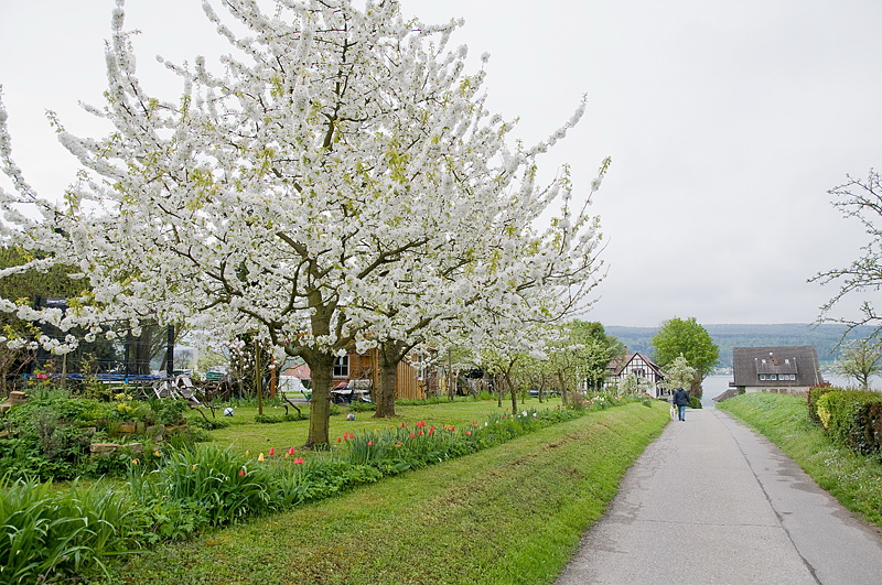 LandSüdtirol D35_4242 als Smart-Objekt-1 Kopie.jpg - Die Obstbäume blüten schon, schade das die Sonne sich versteckte.